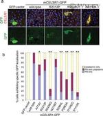 GFP Antibody in Immunocytochemistry (ICC/IF)
