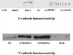 E-cadherin Antibody in Western Blot (WB)