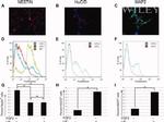 HuC/HuD Antibody in Immunocytochemistry (ICC/IF)