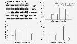 NDRG1 Antibody in Western Blot (WB)