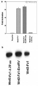 WNT3 Antibody in Western Blot (WB)