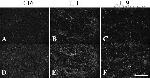 Connexin 43 Antibody in Immunohistochemistry (IHC)