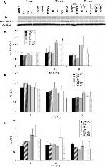 Tau Antibody in Western Blot (WB)
