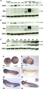 WNT6 Antibody in Western Blot (WB)