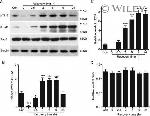 Tau Antibody in Western Blot (WB)