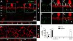Connexin 36 Antibody in Immunohistochemistry (IHC)