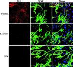 Connexin 43 Antibody in Immunocytochemistry (ICC/IF)