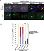 GFP Antibody in Immunocytochemistry (ICC/IF)