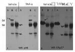 ERp57 Antibody in Western Blot (WB)