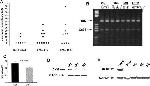 Connexin 36 Antibody in Western Blot (WB)
