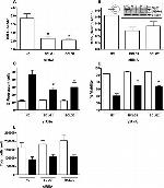 Bcl-G Polyclonal Antibody