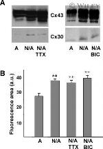 Connexin 30 Antibody in Western Blot (WB)