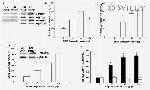 NDRG1 Antibody in Western Blot (WB)