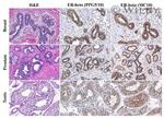 Estrogen Receptor beta Antibody in Immunohistochemistry (Paraffin) (IHC (P))