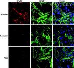 Connexin 30 Antibody in Immunocytochemistry (ICC/IF)