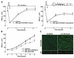 Occludin Antibody in Immunocytochemistry (ICC/IF)