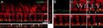 Connexin 36 Antibody in Immunohistochemistry (IHC)
