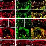 GFP Antibody in Immunohistochemistry (Frozen) (IHC (F))