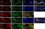 N-cadherin Antibody in Immunocytochemistry (ICC/IF)
