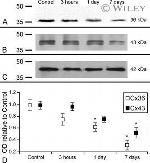 Connexin 36 Antibody in Western Blot (WB)