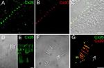 Connexin 30 Antibody in Immunohistochemistry (IHC)