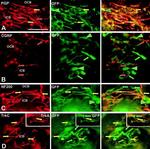 GFP Antibody in Immunohistochemistry (Frozen) (IHC (F))