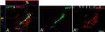 GFP Antibody in Immunocytochemistry (ICC/IF)