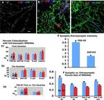 PSD-95 Antibody in Immunohistochemistry (IHC)