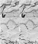 Connexin 36 Antibody in Immunomicroscopy (IM)