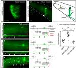 GFP Antibody in Immunohistochemistry (IHC)
