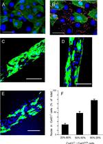 GFP Antibody in Immunocytochemistry (ICC/IF)