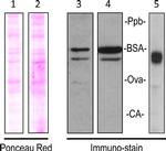 Xpress Antibody in Western Blot (WB)
