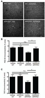 PSD-95 Antibody in Immunohistochemistry - Free Floating (IHC (Free))