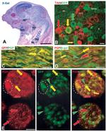 GFP Antibody in Immunohistochemistry (Frozen) (IHC (F))