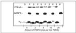 CNGB1 Antibody in Western Blot (WB)
