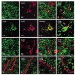 Connexin 29 Antibody in Immunohistochemistry (Frozen) (IHC (F))