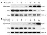 OxPhos Complex IV subunit IV Antibody in Western Blot (WB)