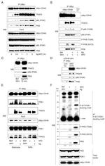 Myc Tag Antibody in Western Blot, Immunoprecipitation (WB, IP)