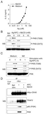Myc Tag Antibody in Western Blot, Immunoprecipitation (WB, IP)