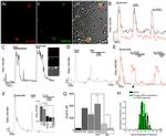 TRPV4 Antibody in Immunocytochemistry (ICC/IF)