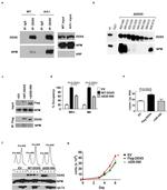 NPM1 Antibody in Western Blot (WB)