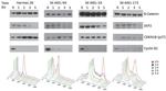 SKP2 Antibody in Western Blot (WB)