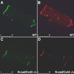 Connexin 43 Antibody in Immunohistochemistry (IHC)