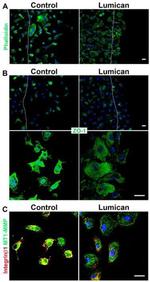 ZO-1 Antibody in Immunocytochemistry (ICC/IF)