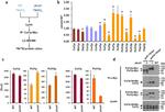 c-Myc Antibody in Immunoprecipitation (IP)