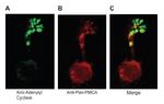 PMCA1 ATPase Antibody in Immunocytochemistry (ICC/IF)