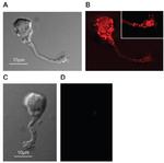 PMCA1 ATPase Antibody in Immunocytochemistry (ICC/IF)