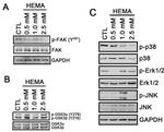 Phospho-FAK (Tyr397) Antibody in Western Blot (WB)