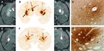 GFP Antibody in Immunohistochemistry (Frozen) (IHC (F))