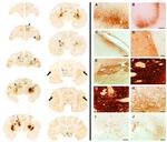 GFP Antibody in Immunohistochemistry (Frozen) (IHC (F))